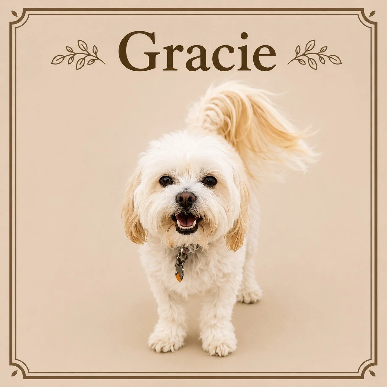 Gracie.jpeg