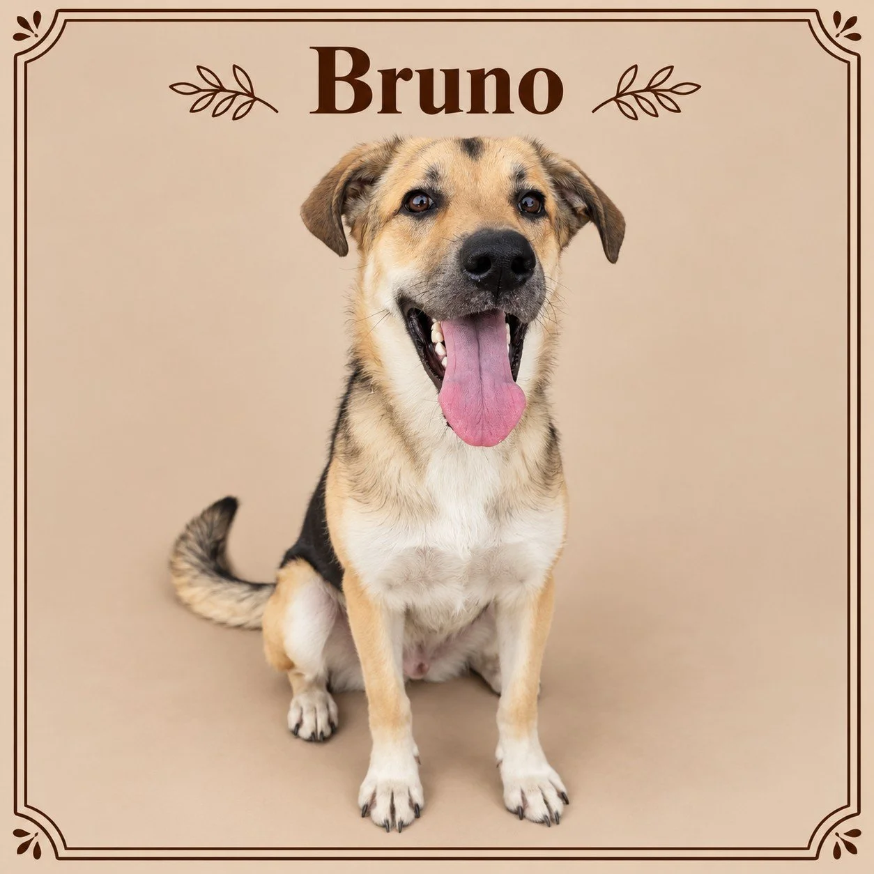 Bruno.jpg