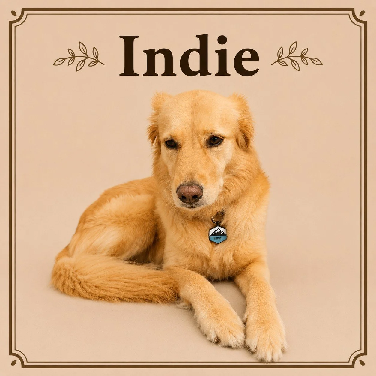 Indie.jpeg