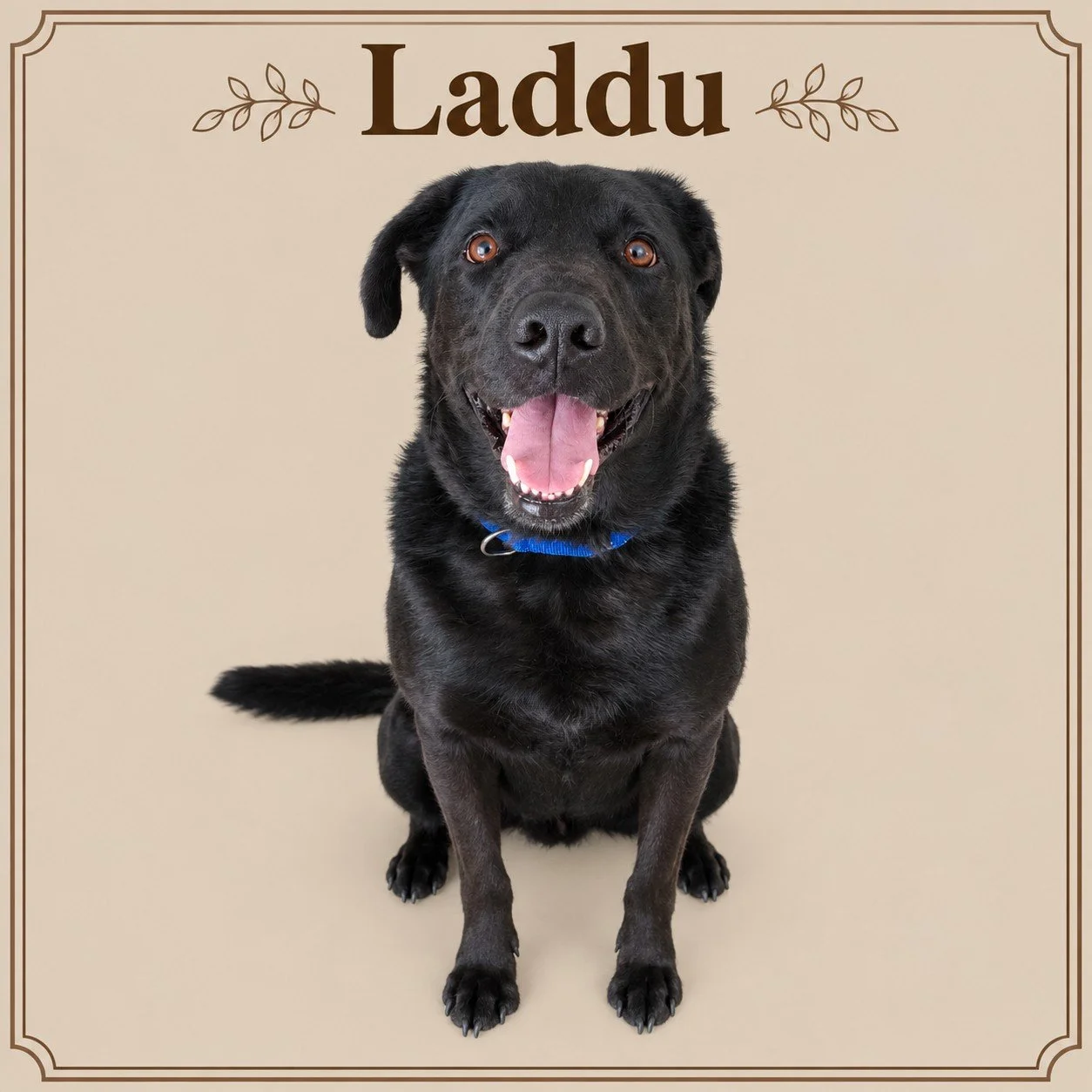 Laddu.jpeg
