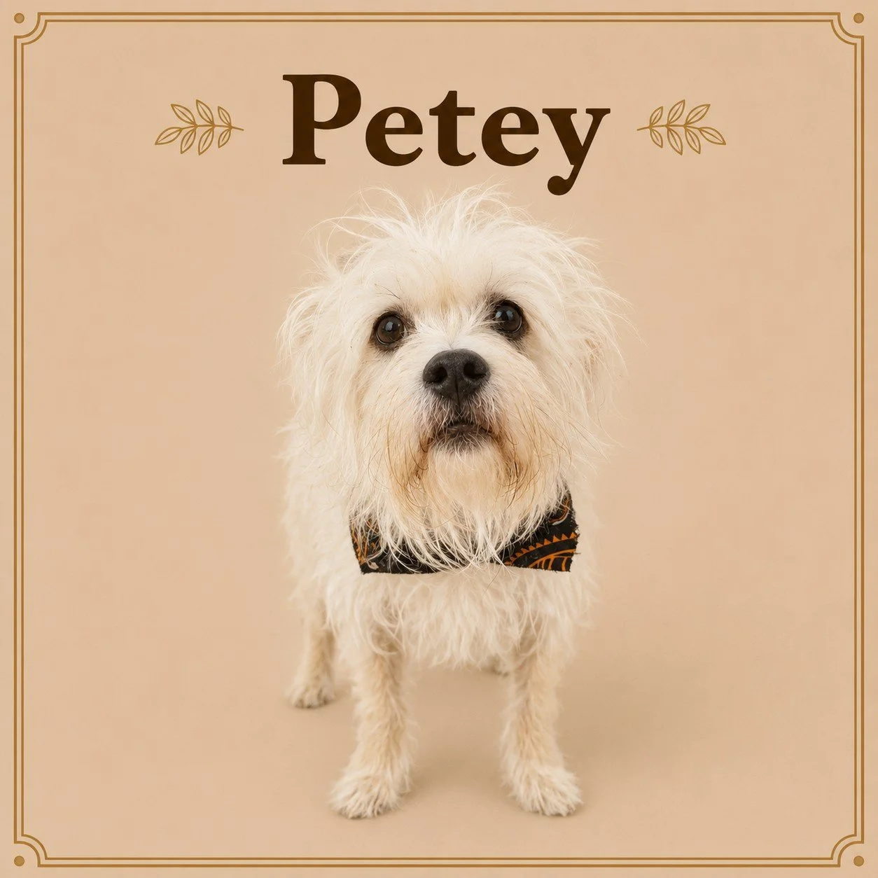 Petey.jpeg