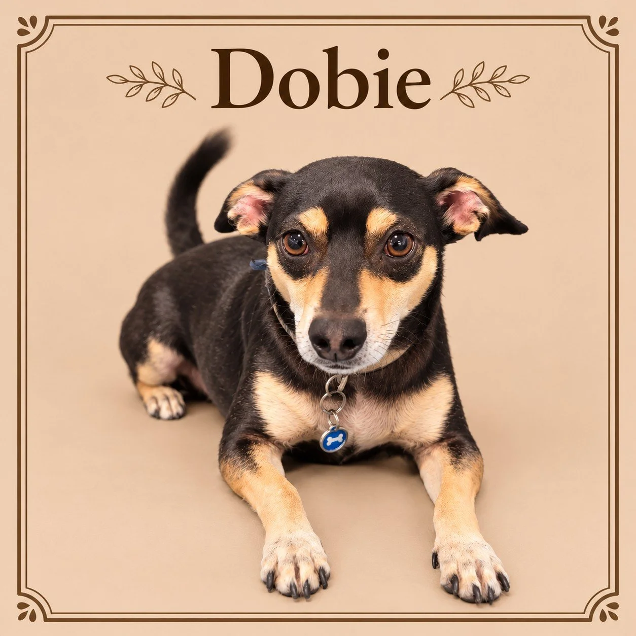 Dobie.jpg