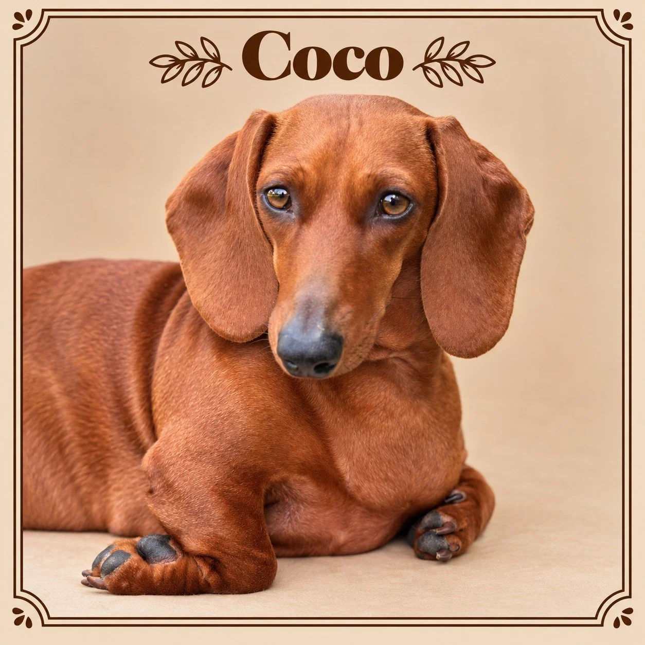 Coco.jpg