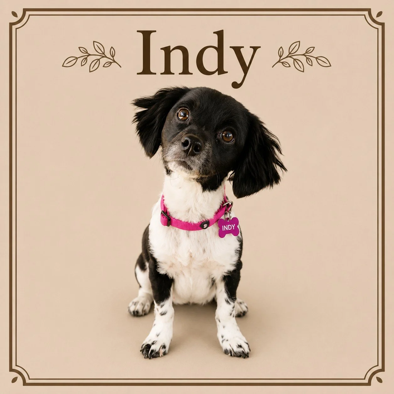 Indy.jpeg