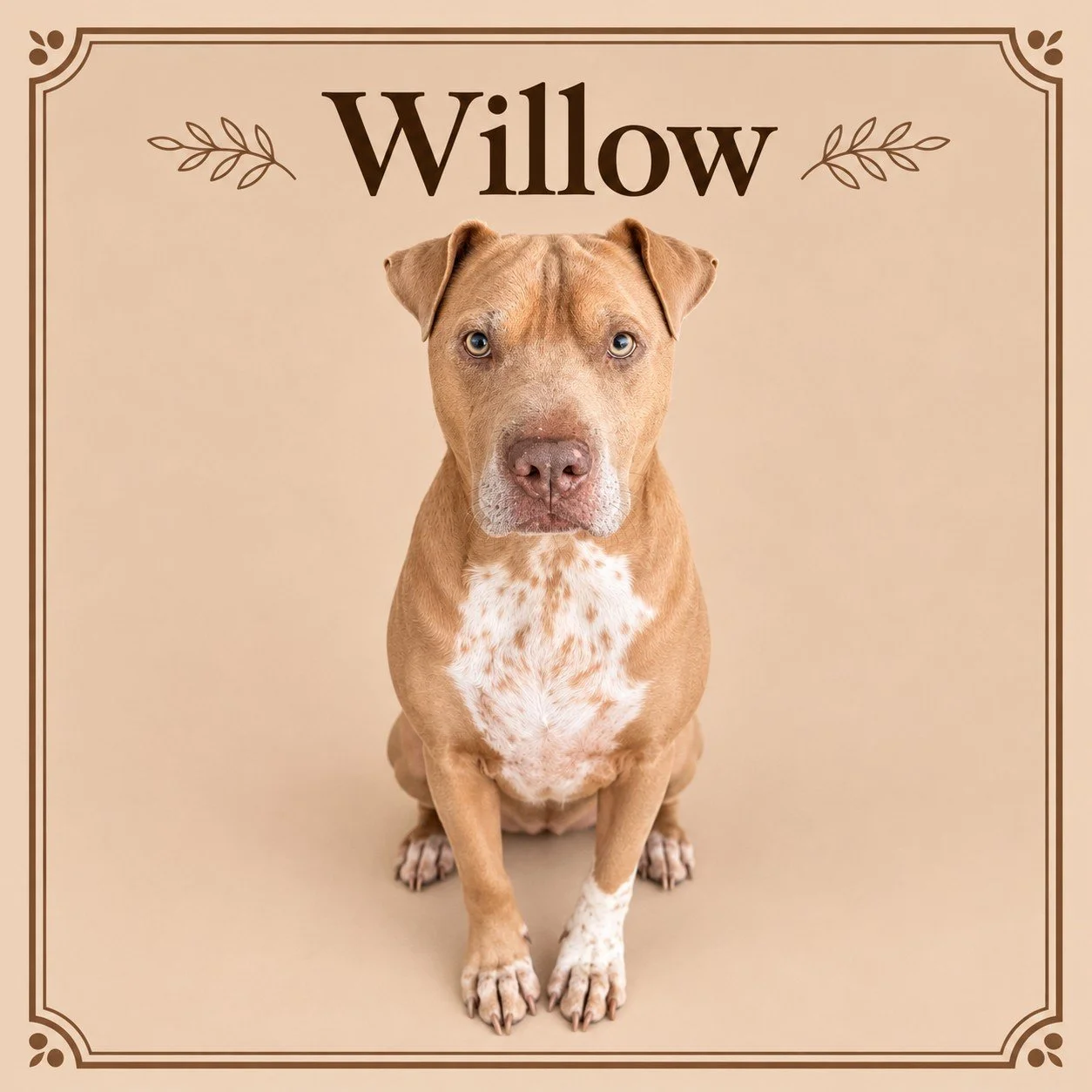 Willow.jpg