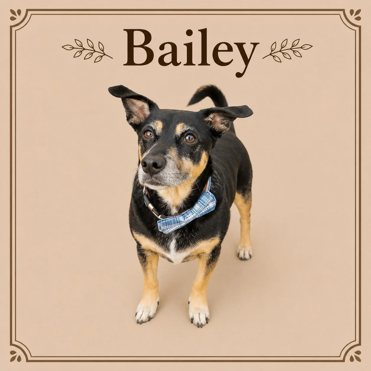 Bailey.jpeg