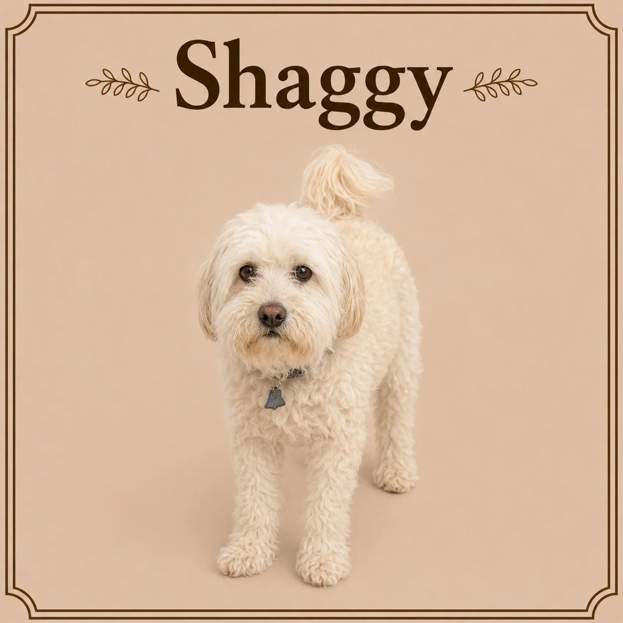Shaggy.jpeg