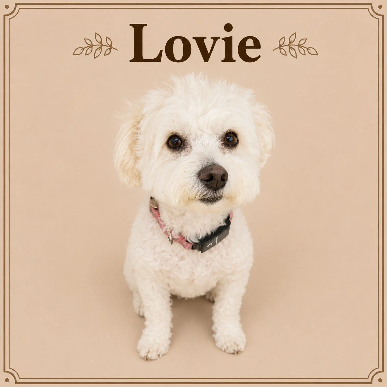 Lovie.jpeg