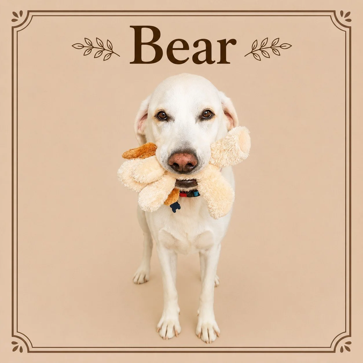 Bear (3).jpeg