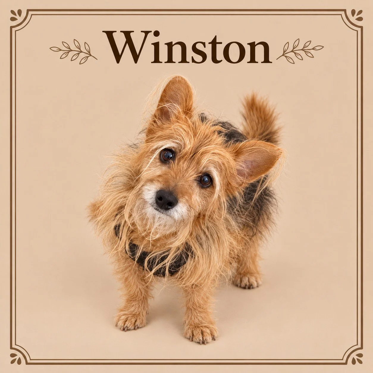 Winston.jpg