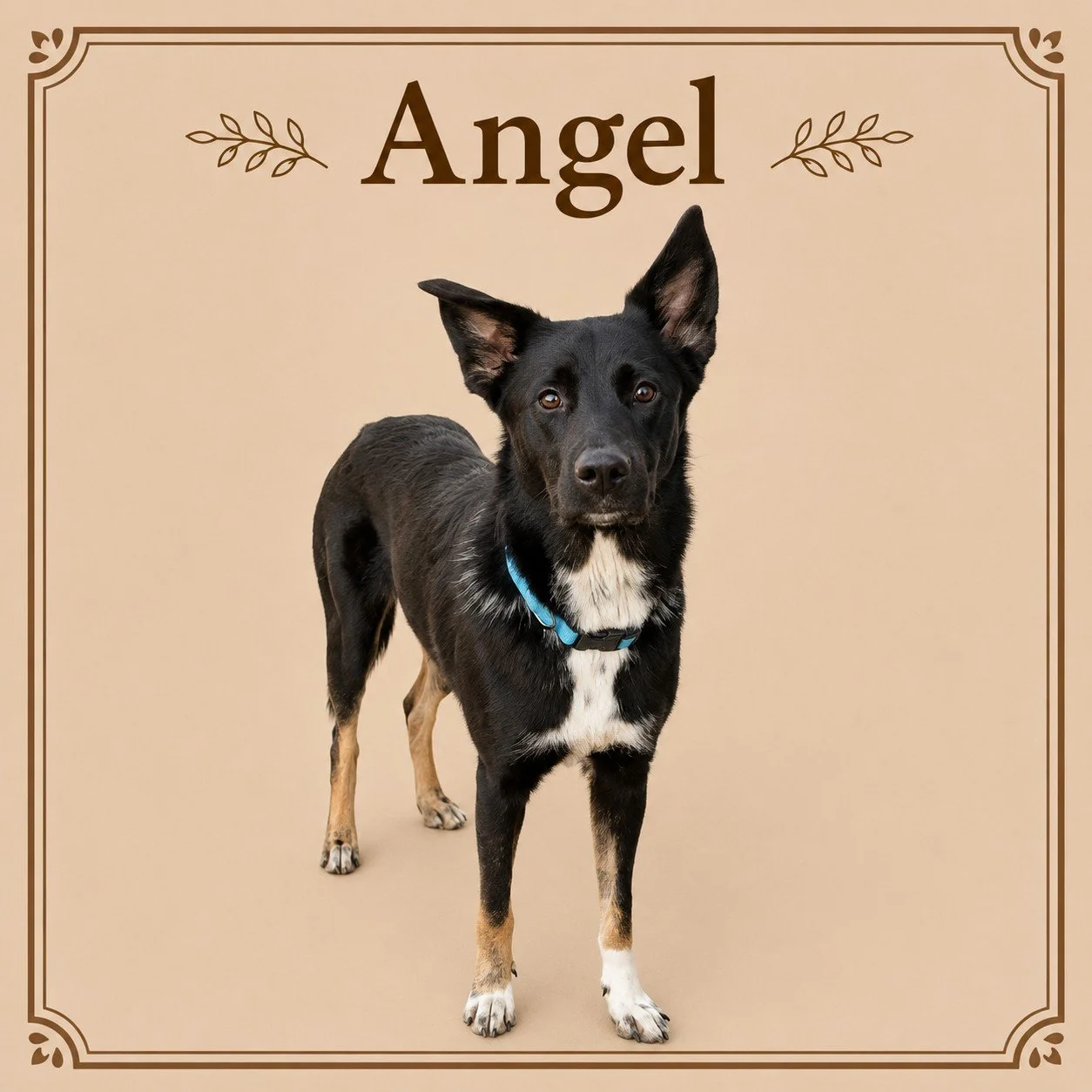 Angel.jpeg