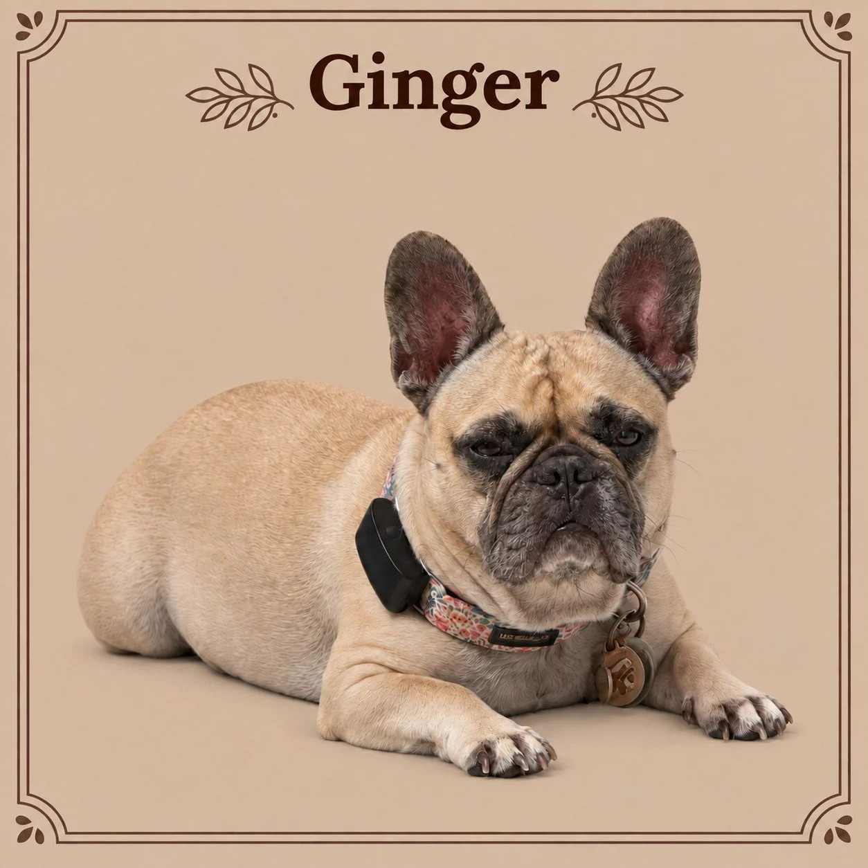 Ginger.jpg