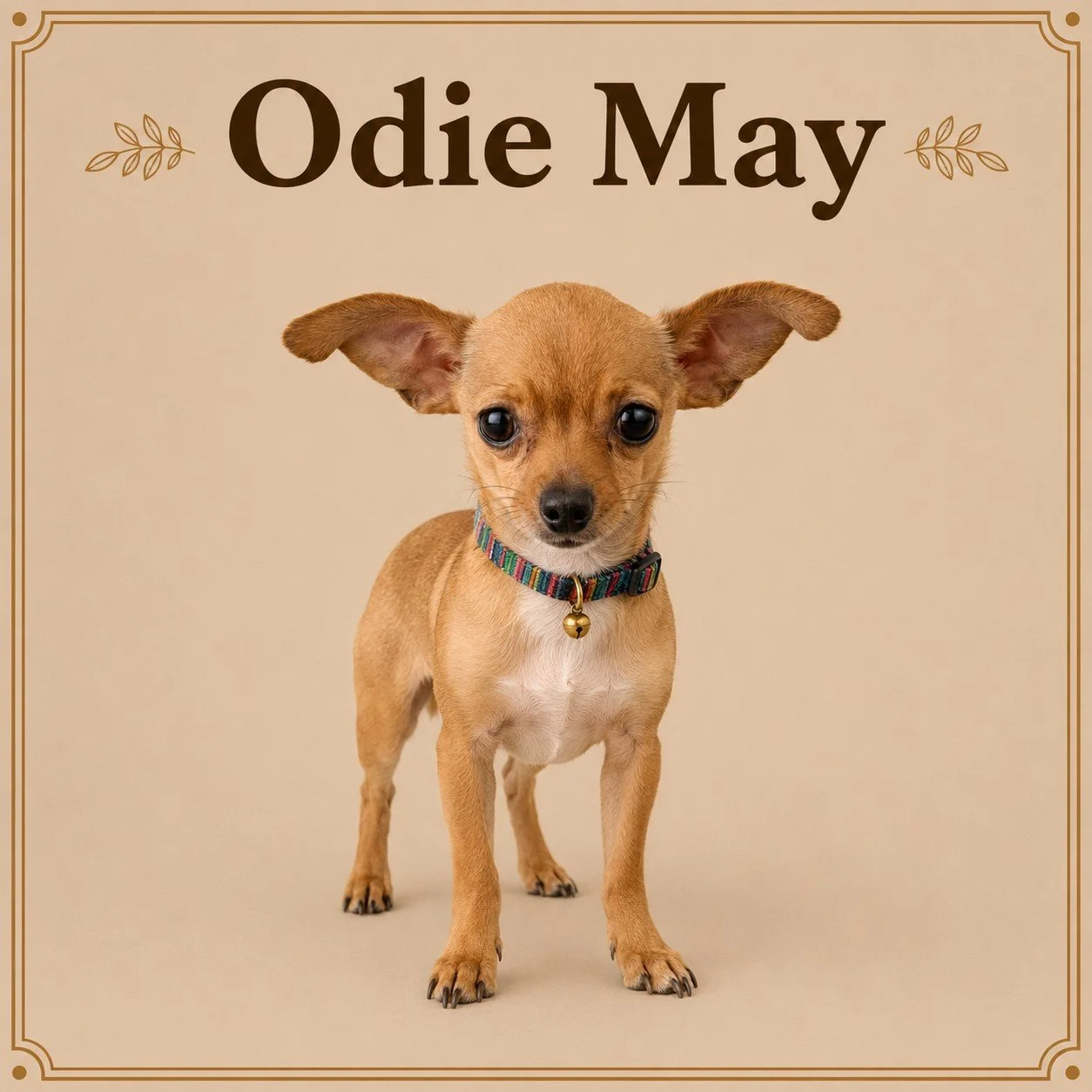 Odie May.jpeg