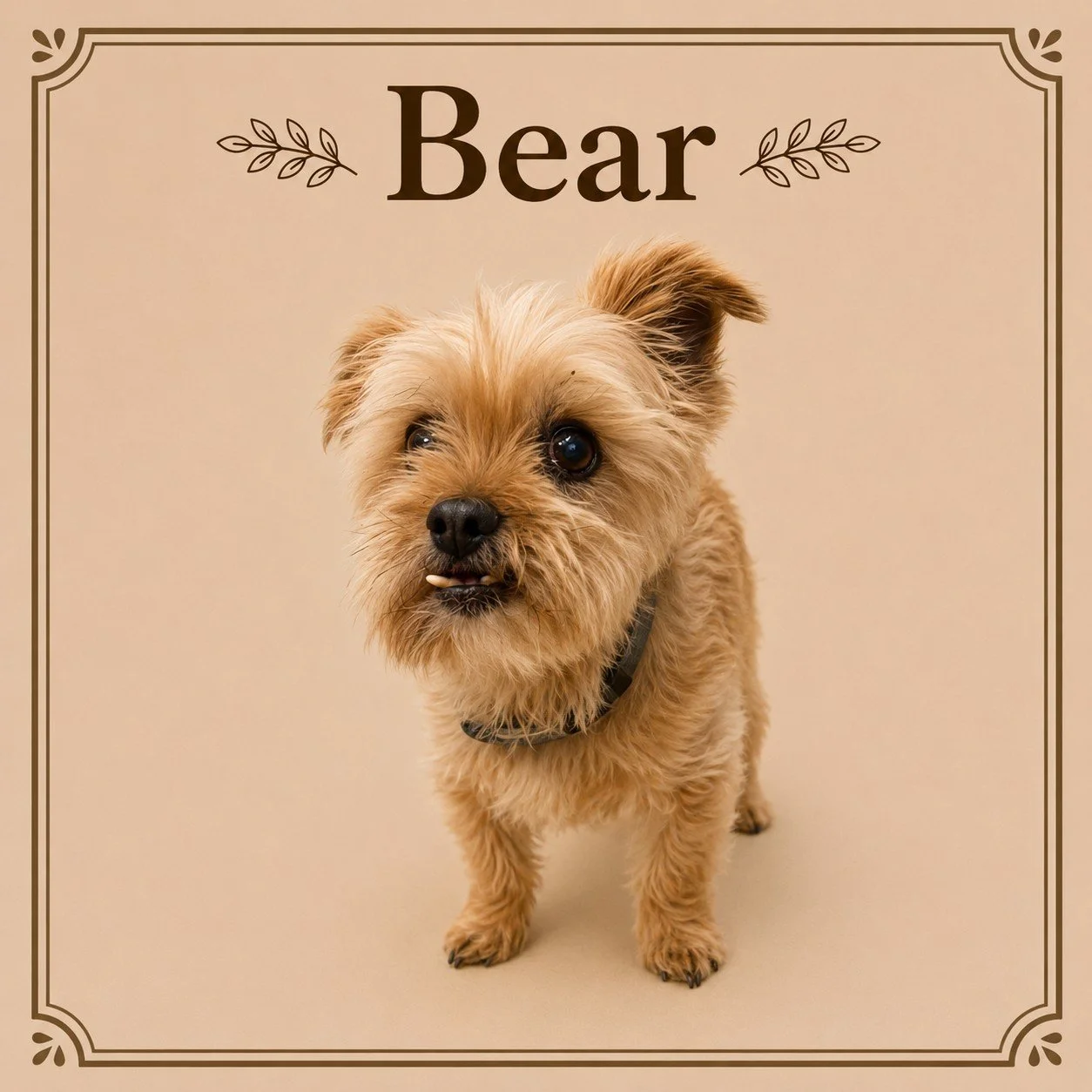 Bear (2).jpeg