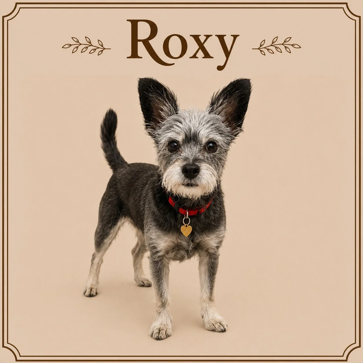 Roxy (2).jpeg