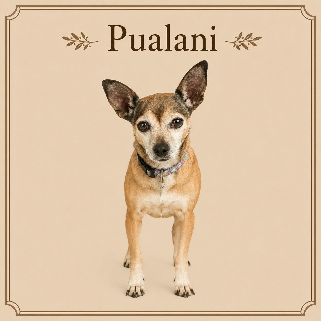 Pualani.jpeg