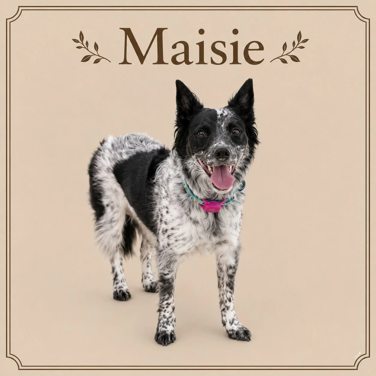 Maisie.jpeg
