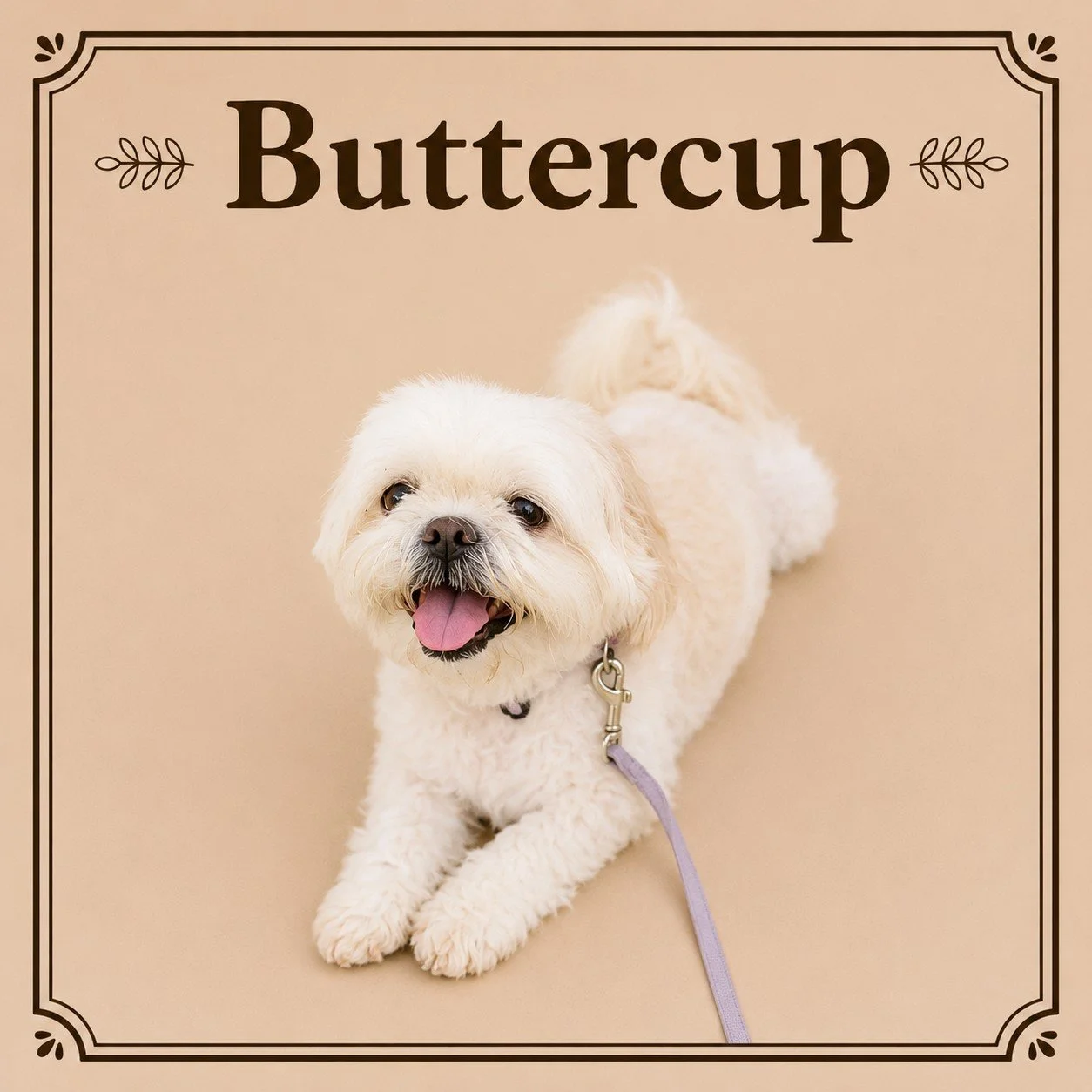 Buttercup.jpeg