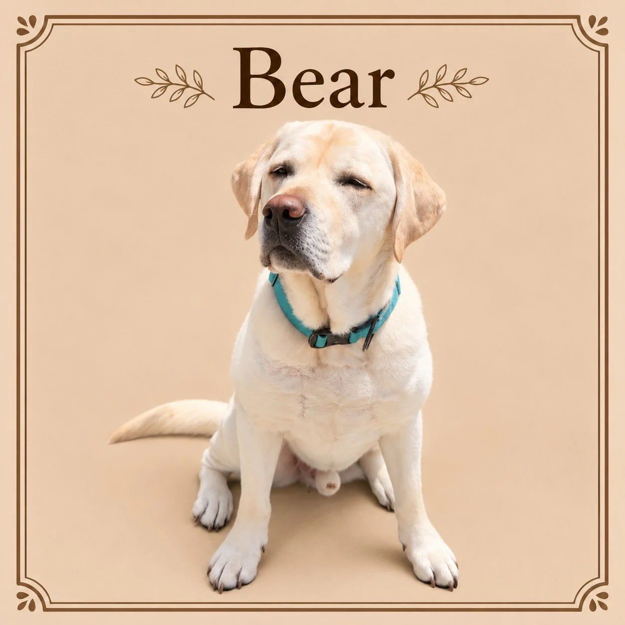 Bear (2).jpg
