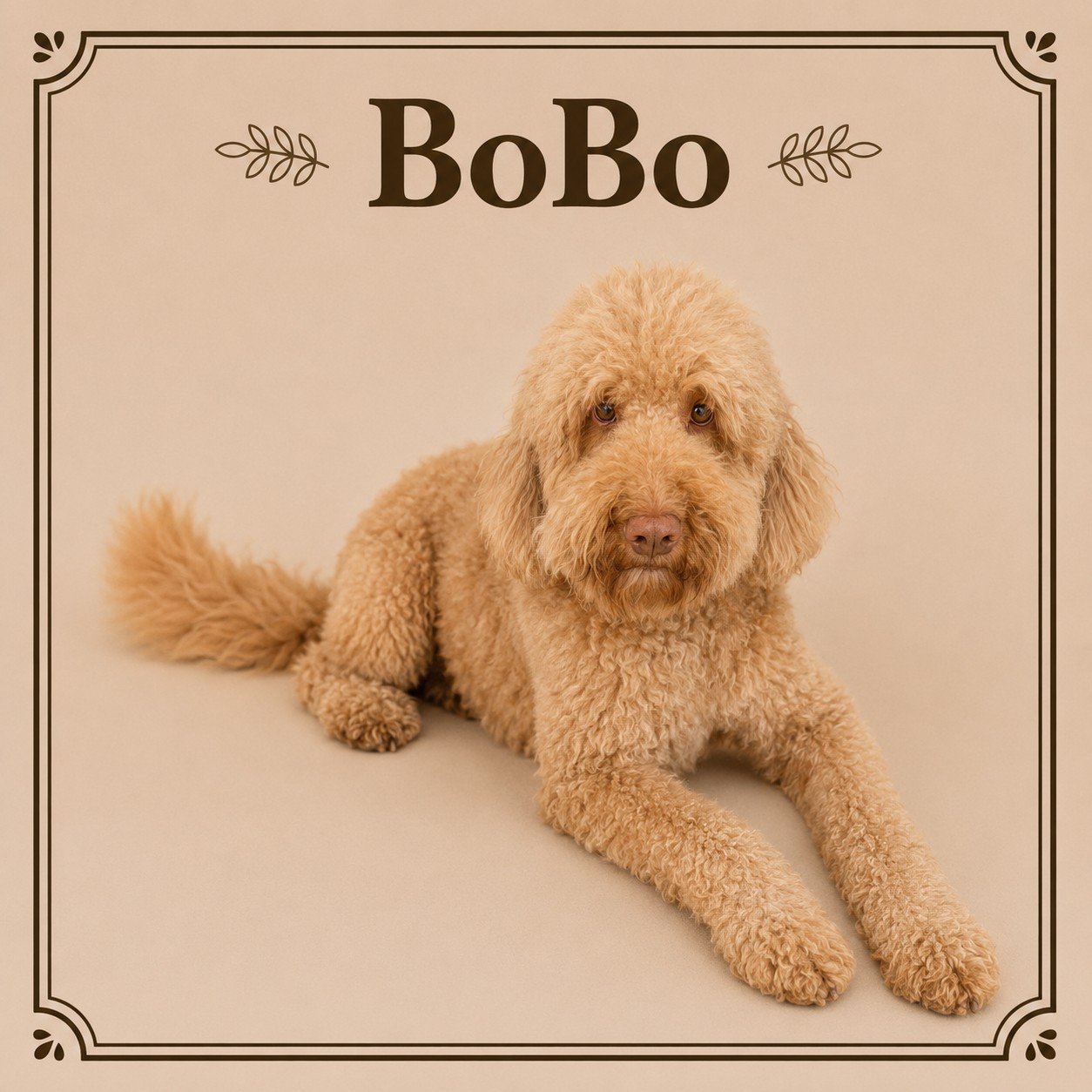 Bobo.jpeg