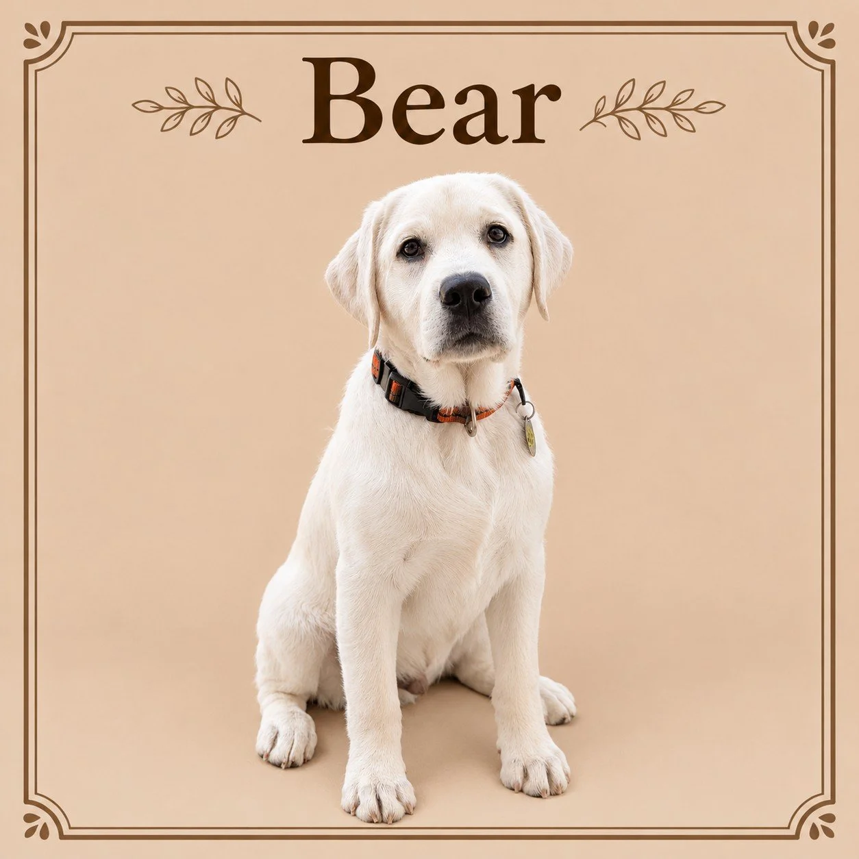 Bear 2.jpg