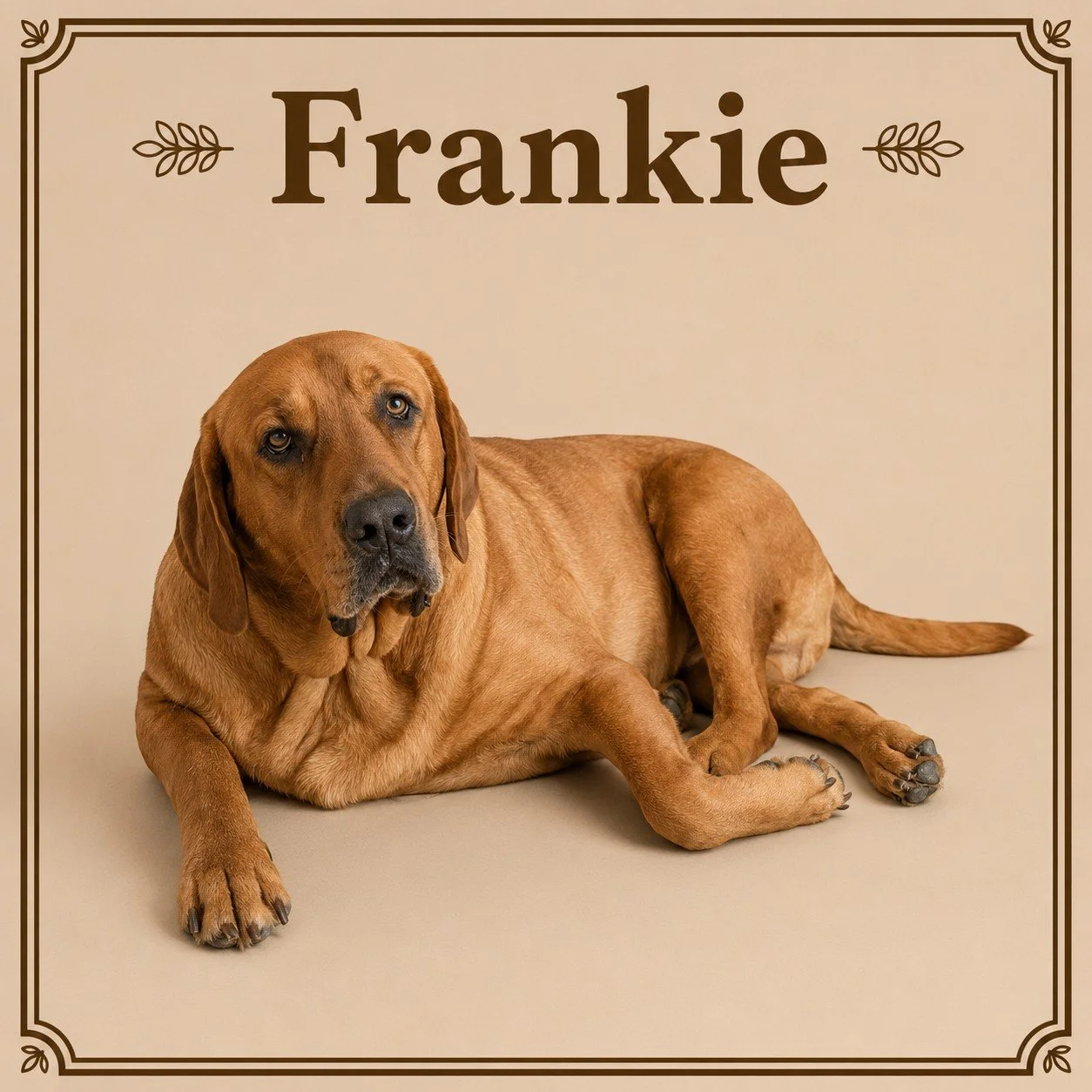 Frankie.jpeg