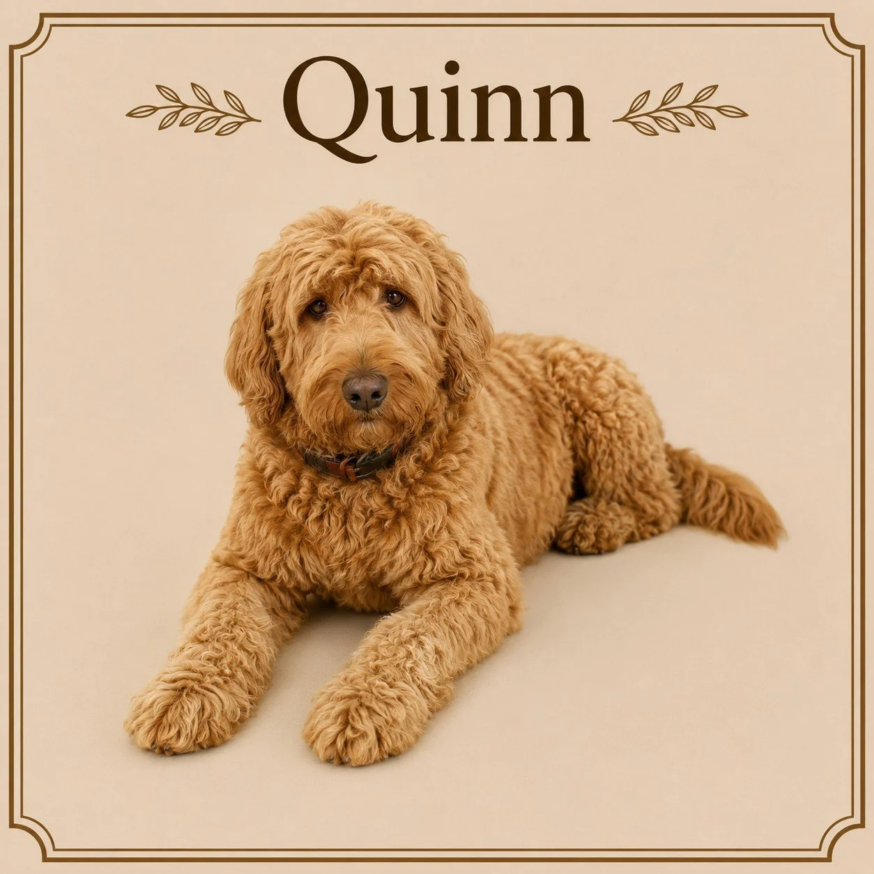 Quinn.jpeg