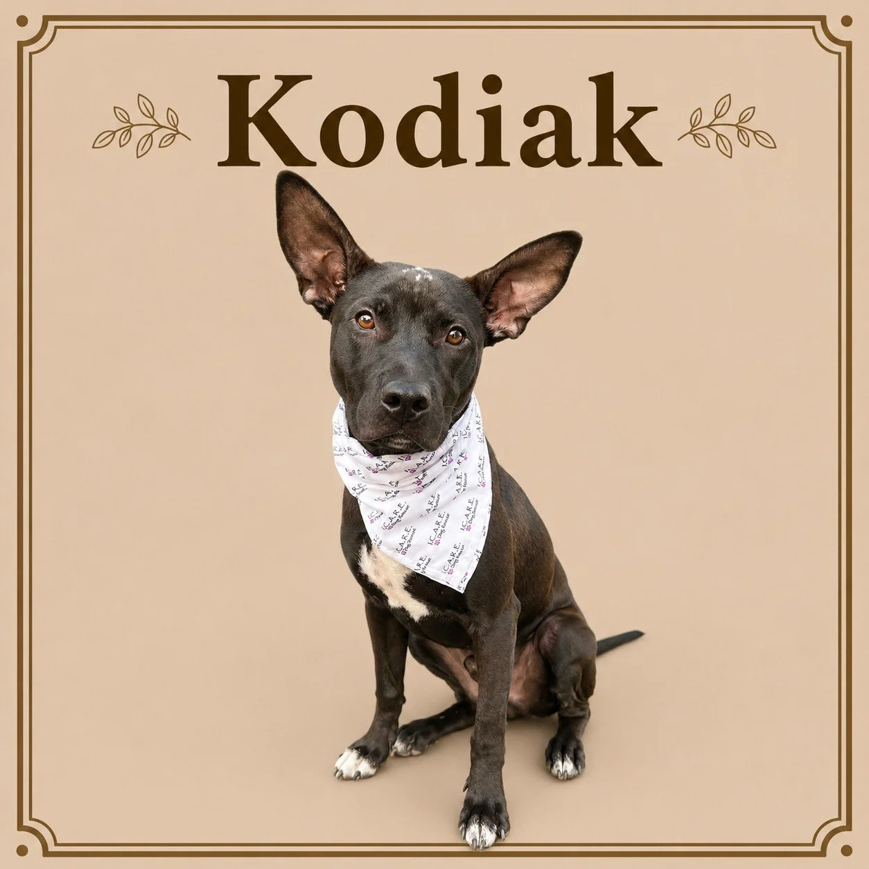Kodiak.jpeg