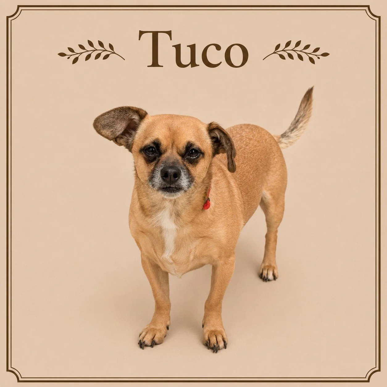 Tuco.jpeg