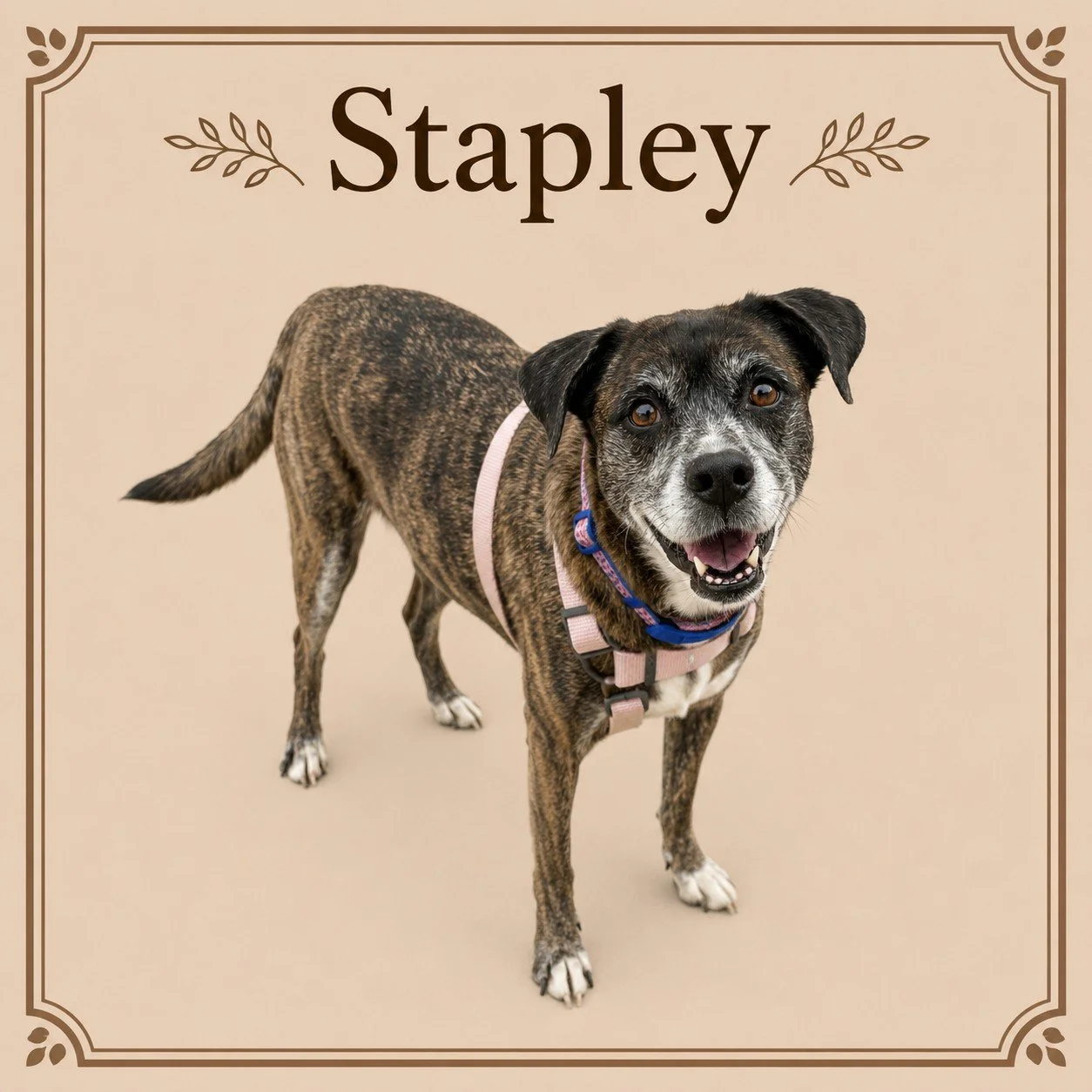 Stapley.jpeg