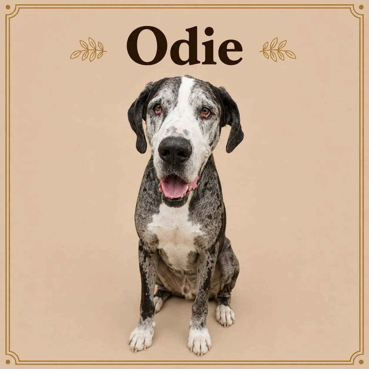 Odie.jpeg