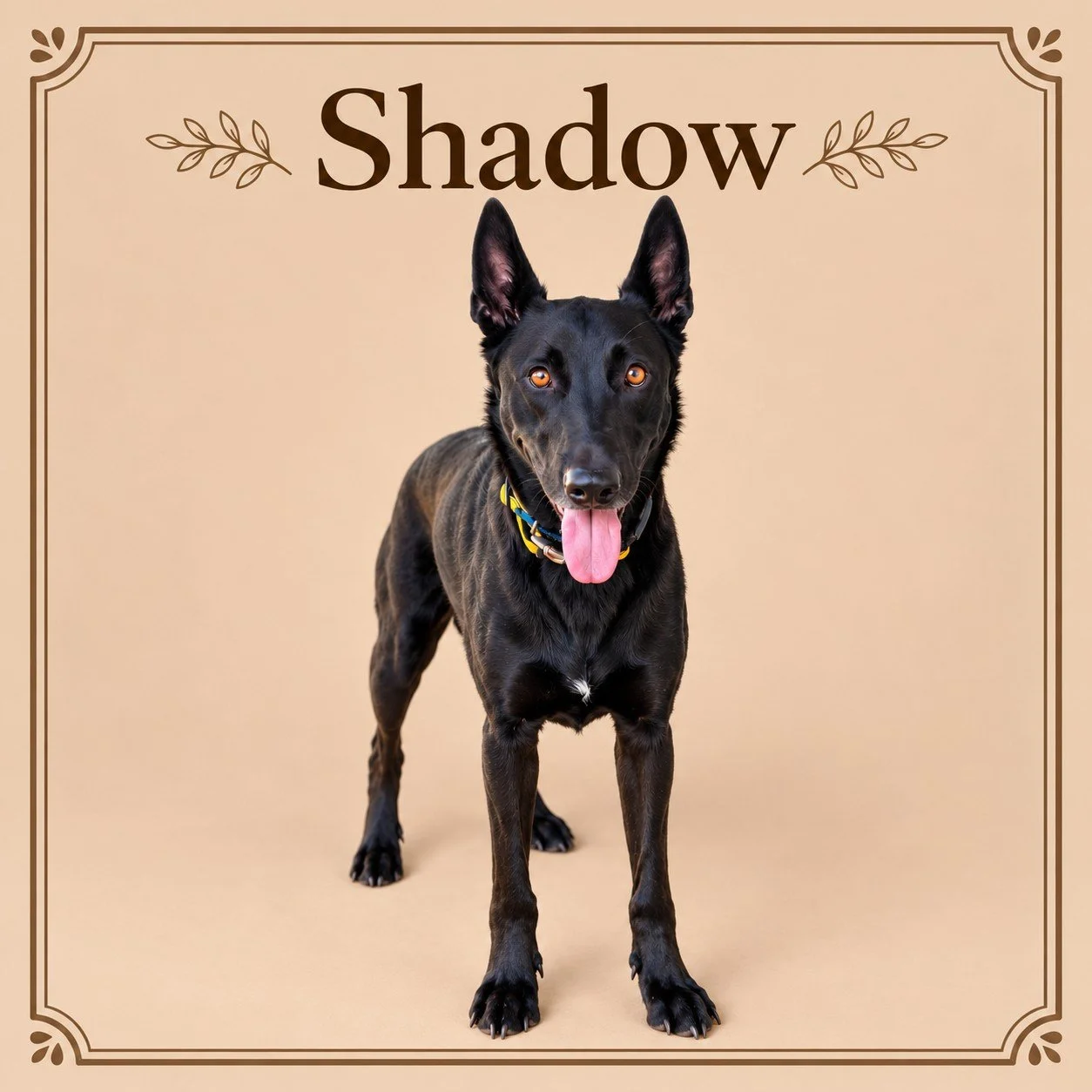 Shadow.jpg