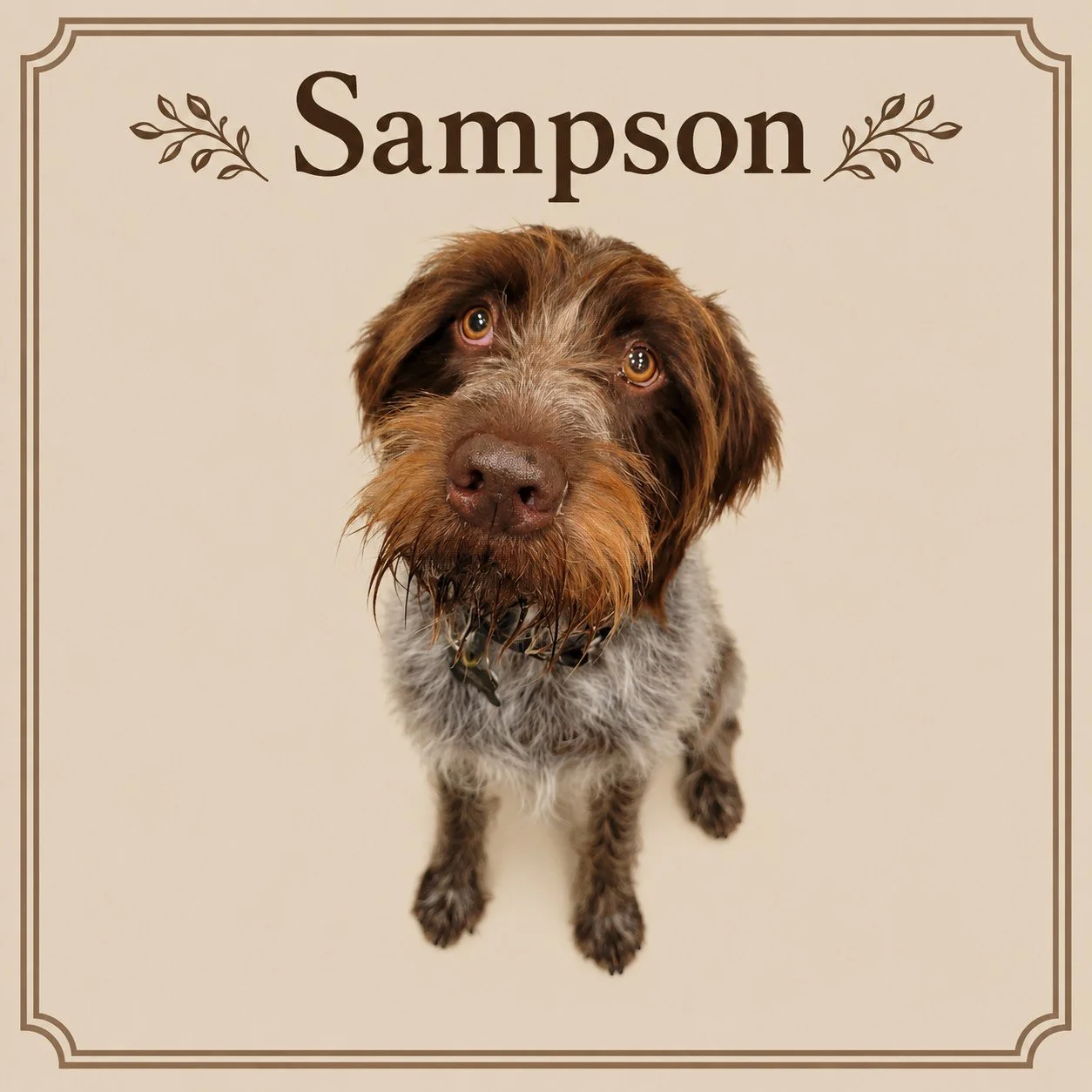Sampson.jpeg