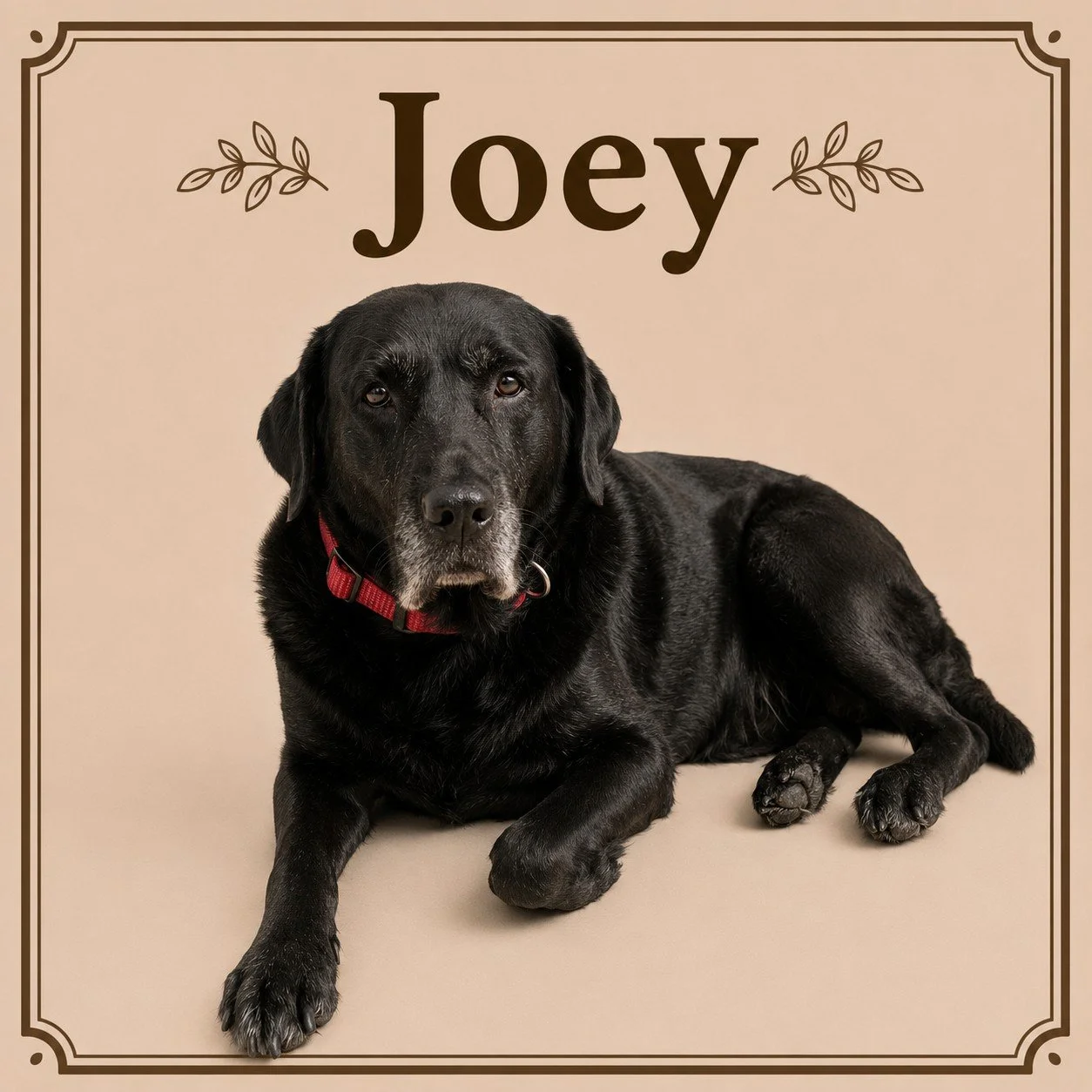 Joey.jpeg