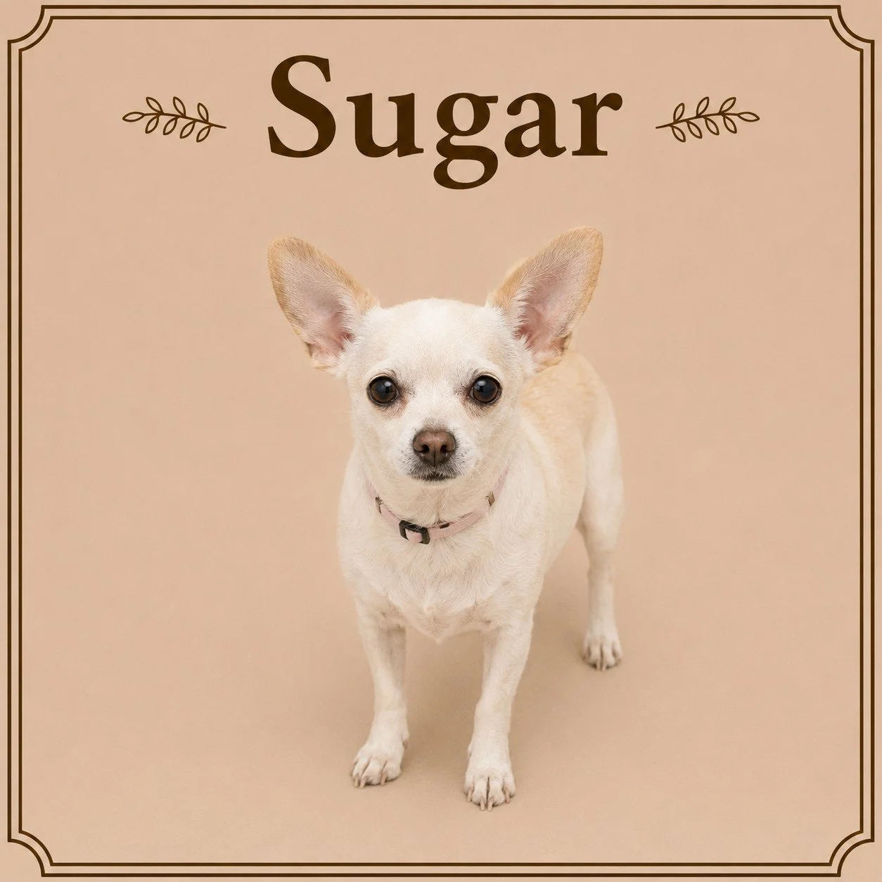 Sugar.jpeg