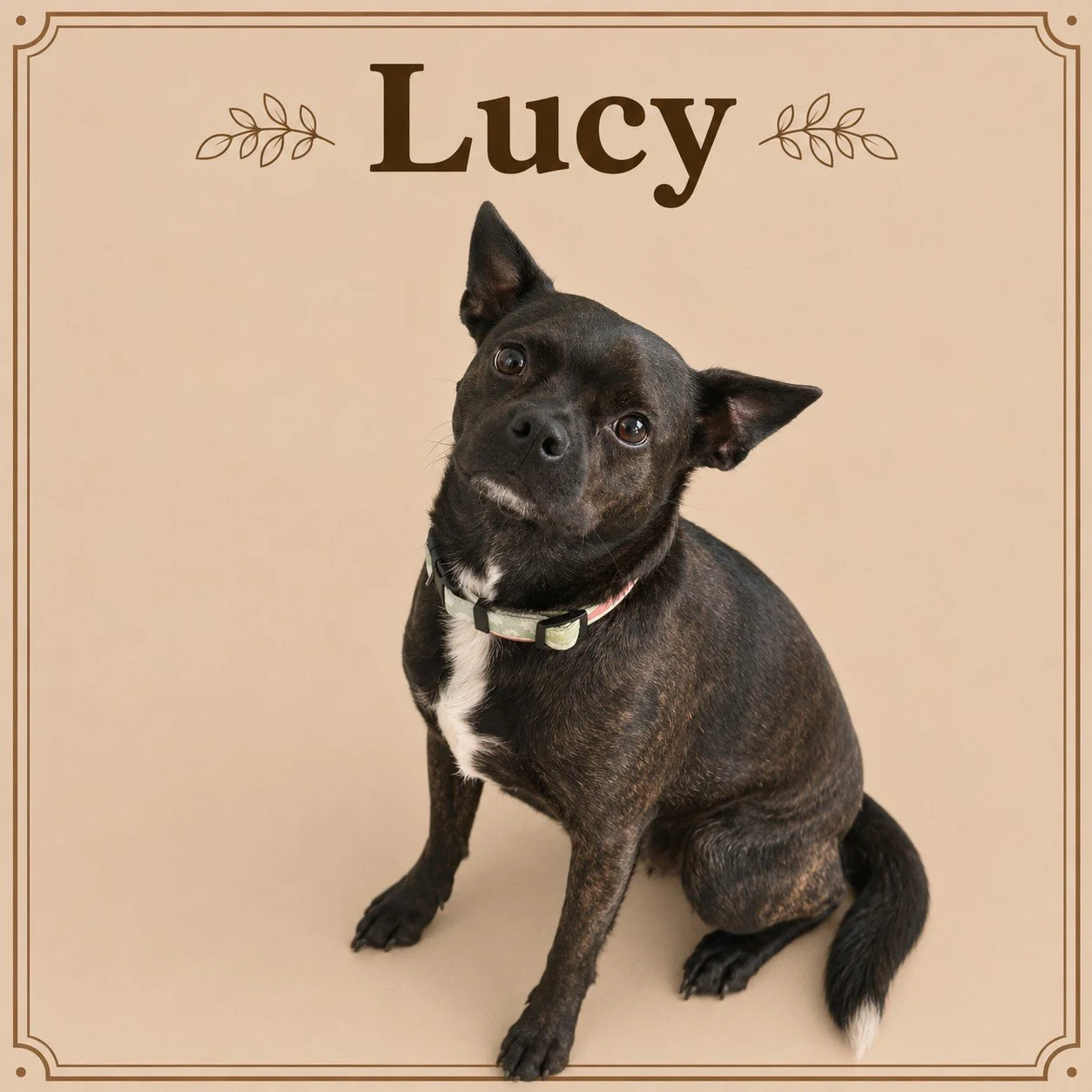 Lucy (5).jpeg