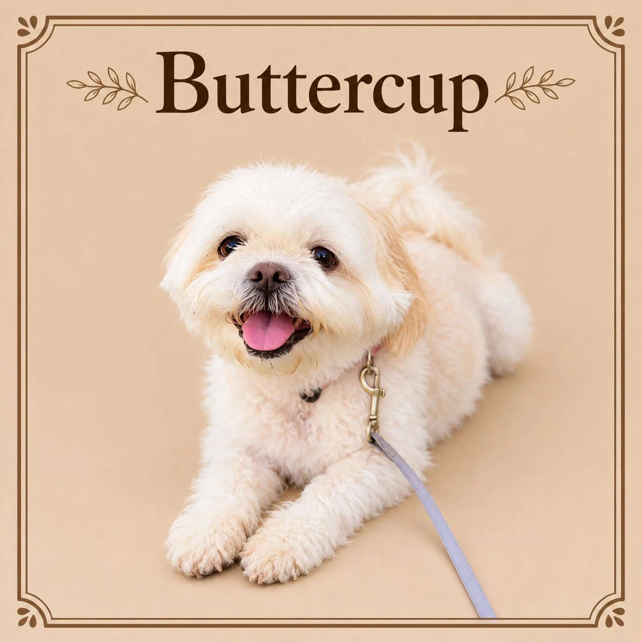 Buttercup.jpg