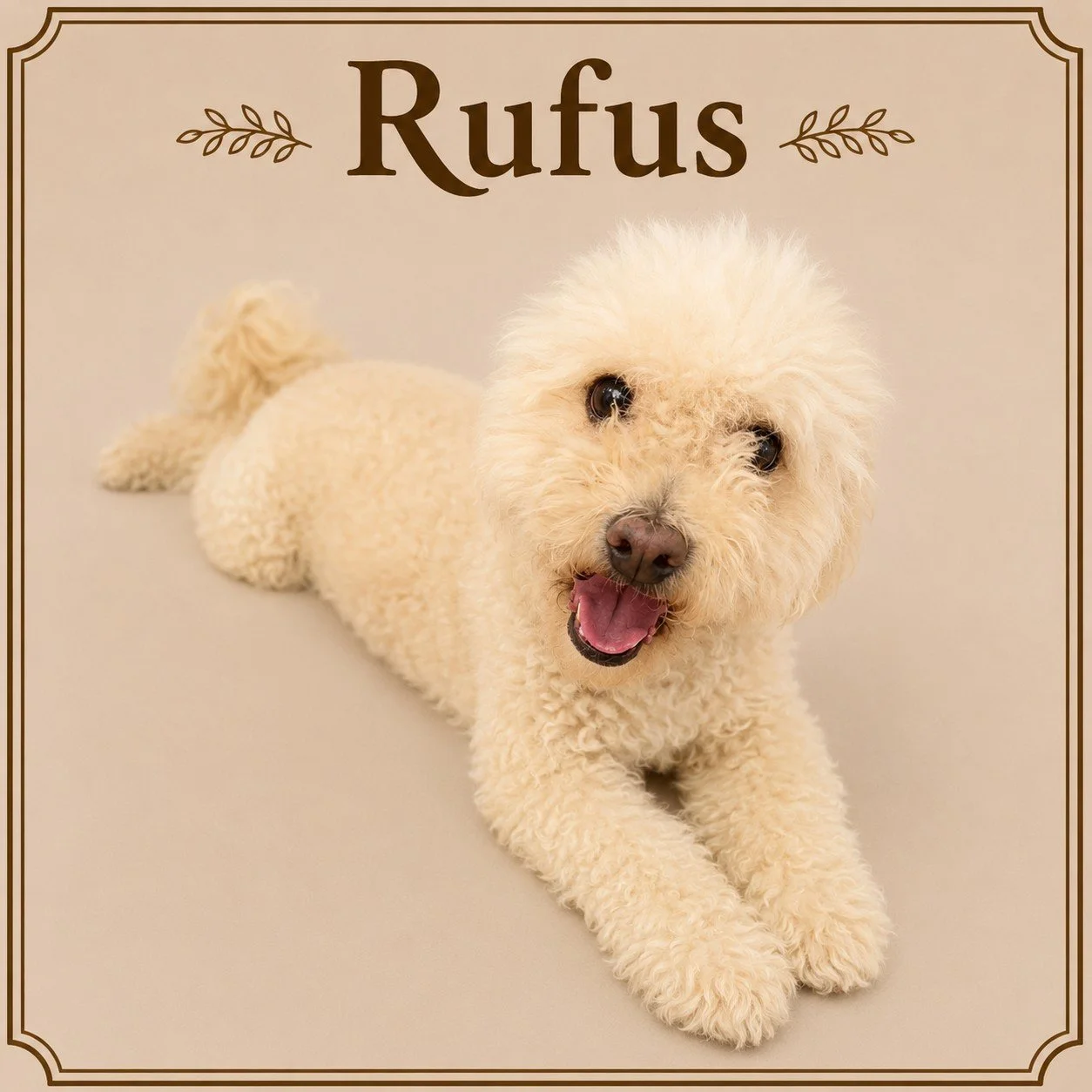 Rufus.jpeg
