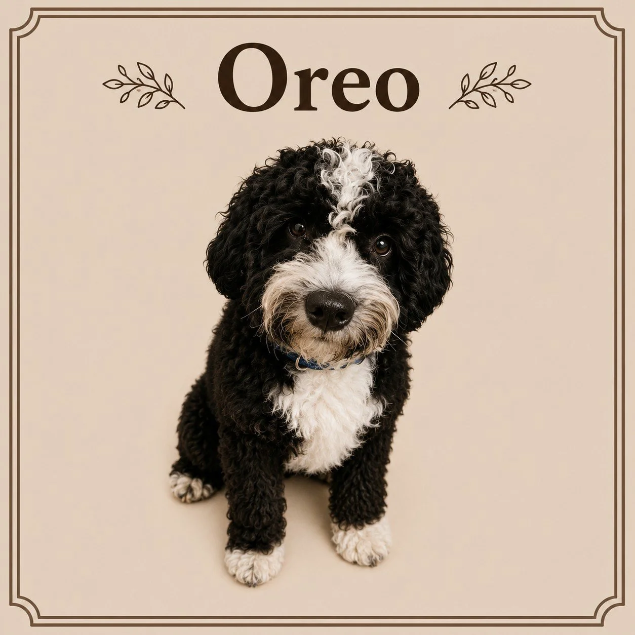 Oreo.jpeg