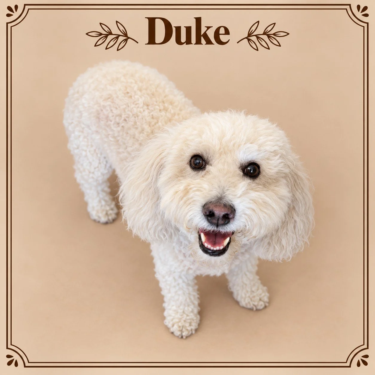 Duke 3.jpg