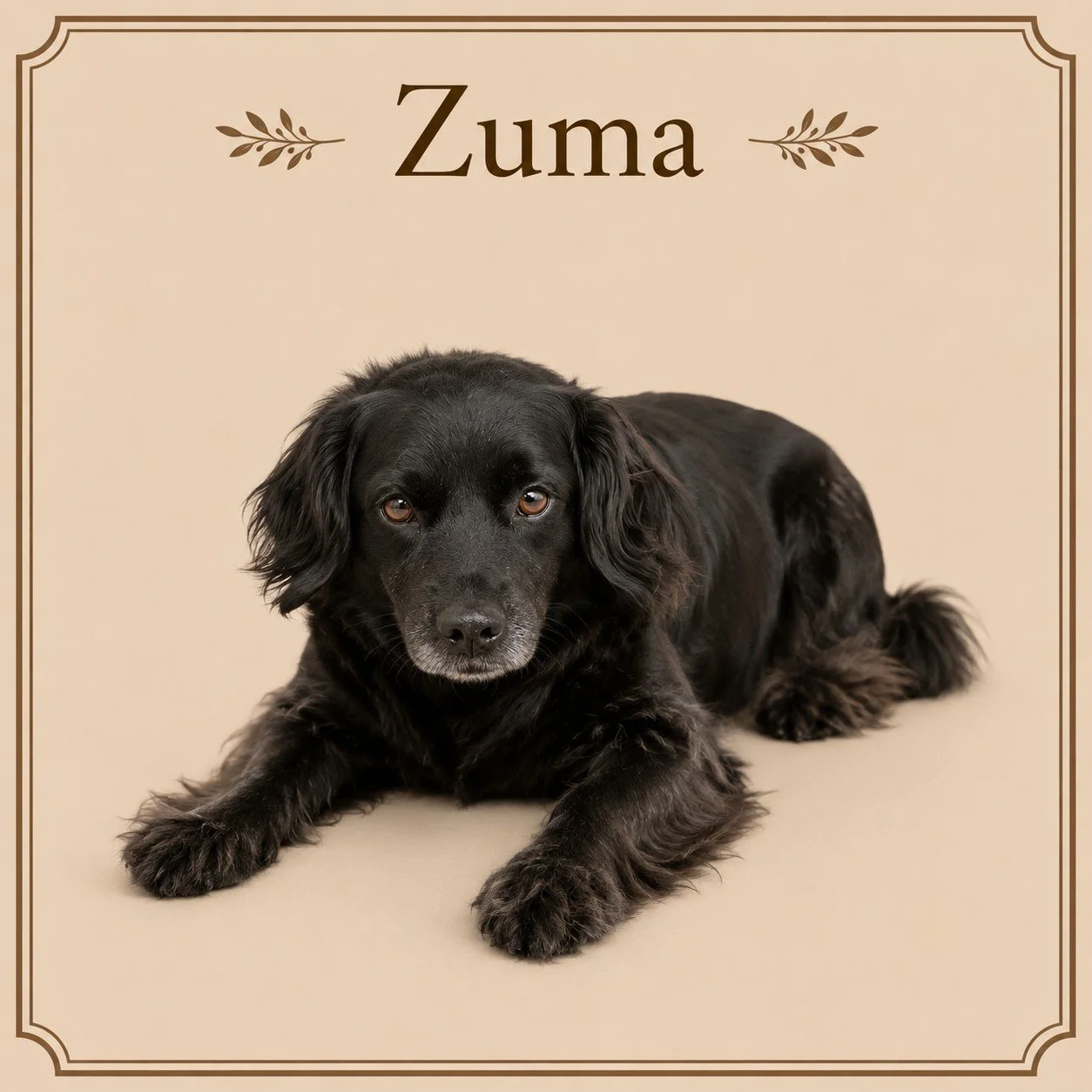 Zuma.jpeg