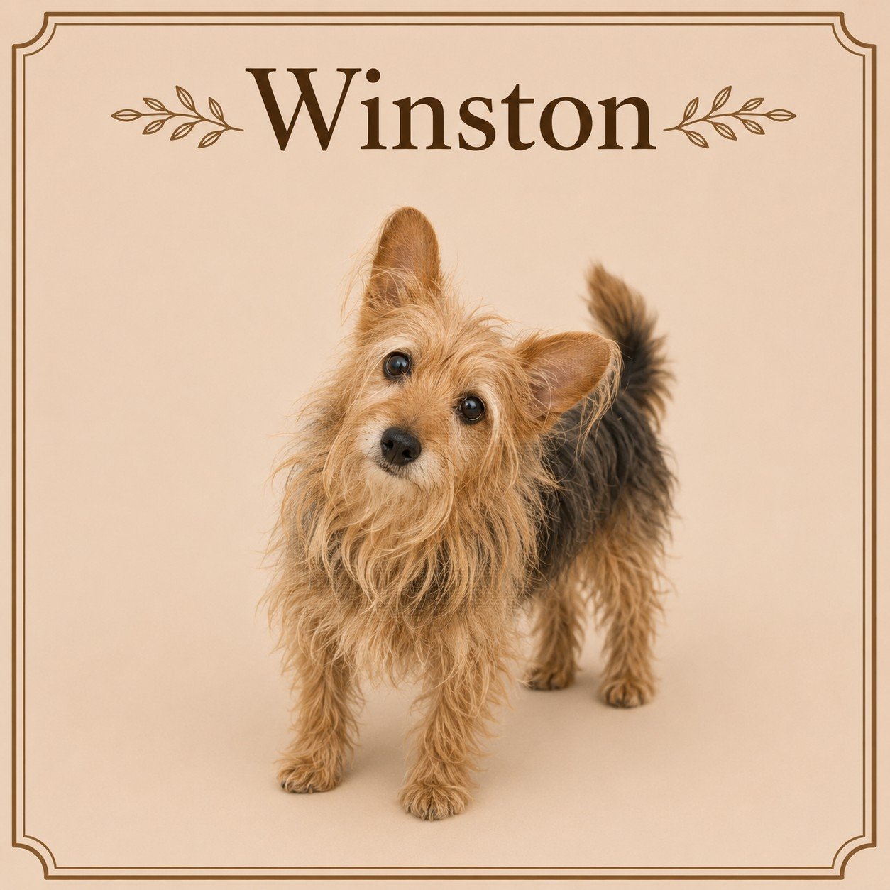 Winston.jpeg