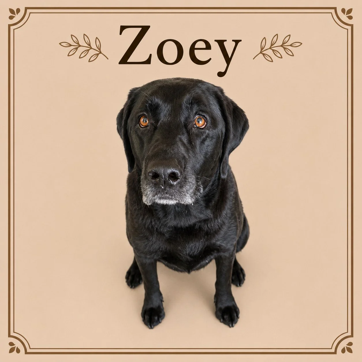 Zoey (2).jpeg