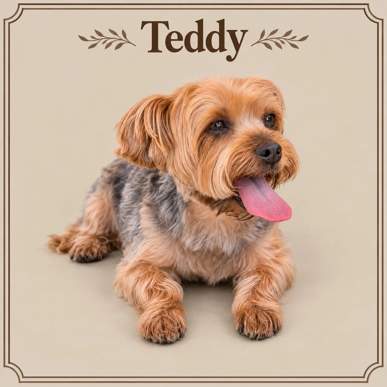 Teddy (2).jpeg
