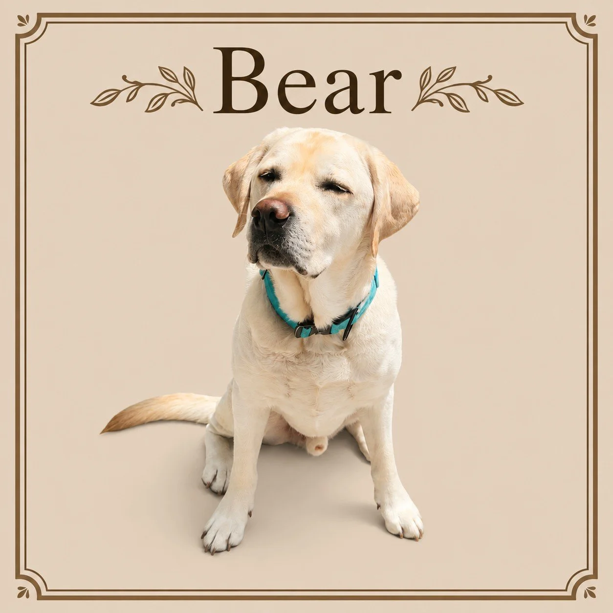 Bear.jpeg