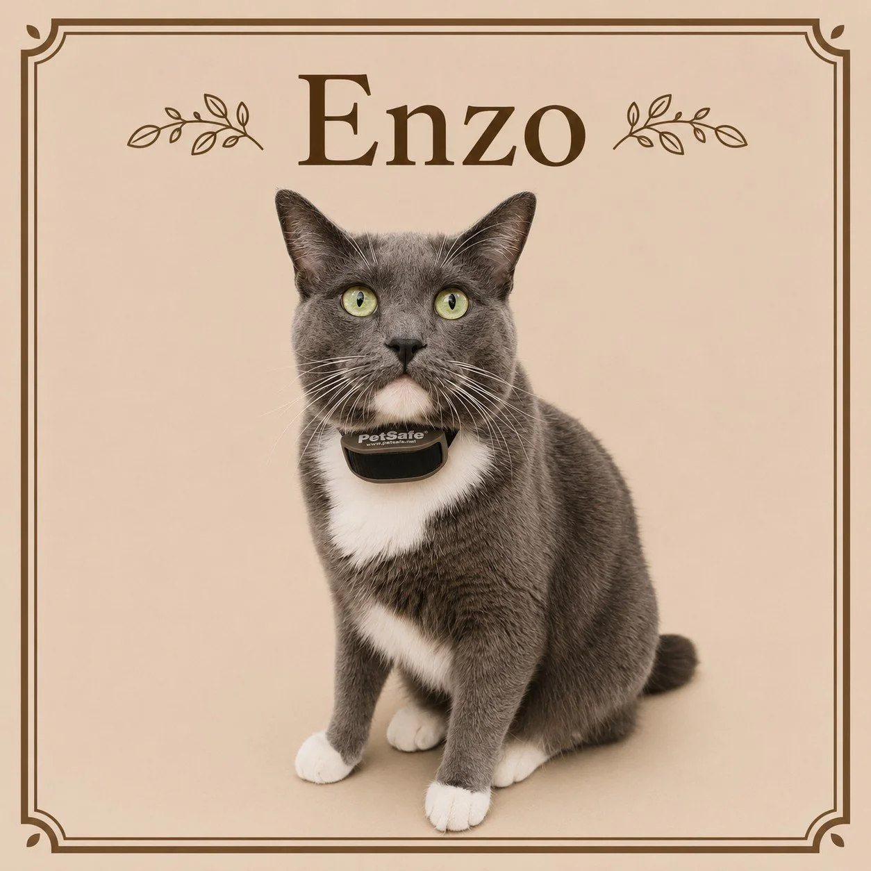 Enzo.jpeg