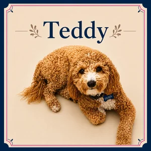 Teddy