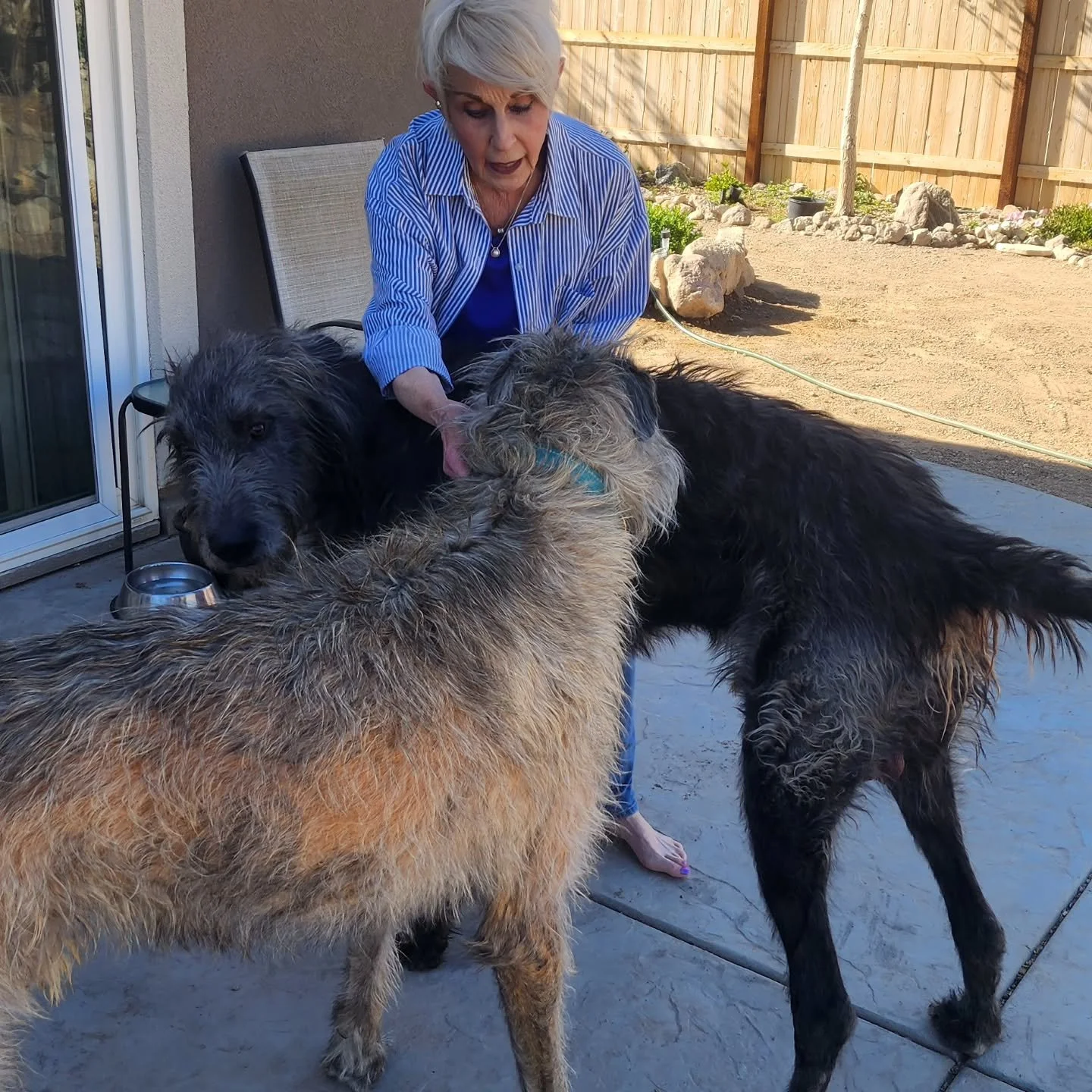 Happy birthday to my mom, Nancy, and the boys...love all you!
#mom #irishwolfhound #emmet #Walter #family
