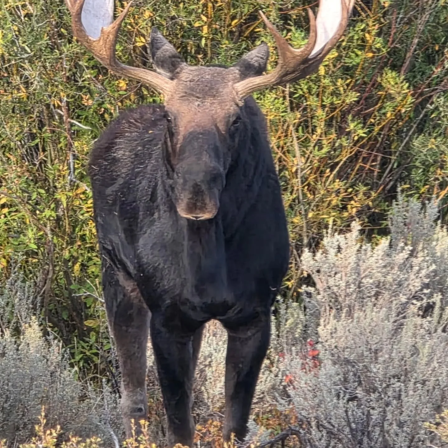 Well that's not an elk.....
#
