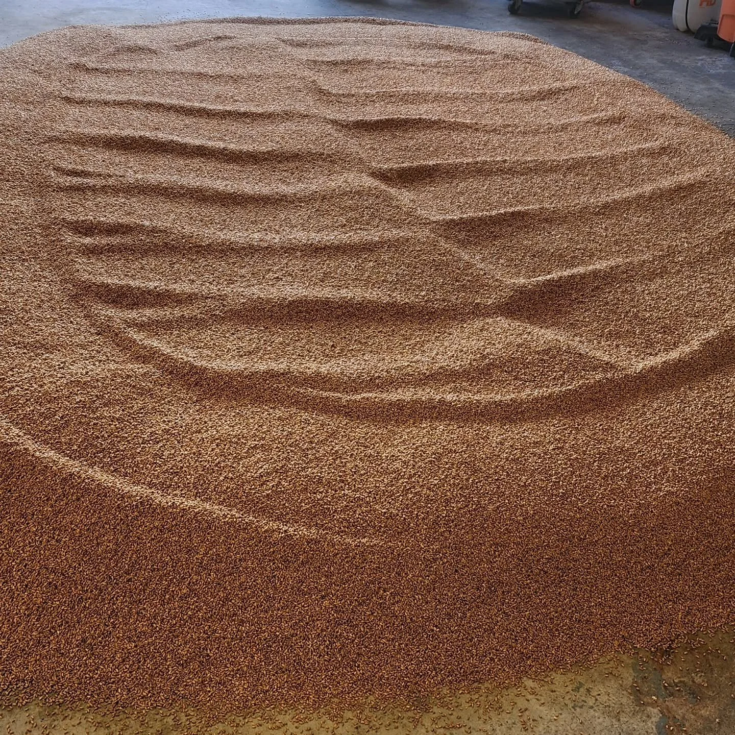 Last batch of floor malted wheat finally drying out.
#distillery #malt #whiskey